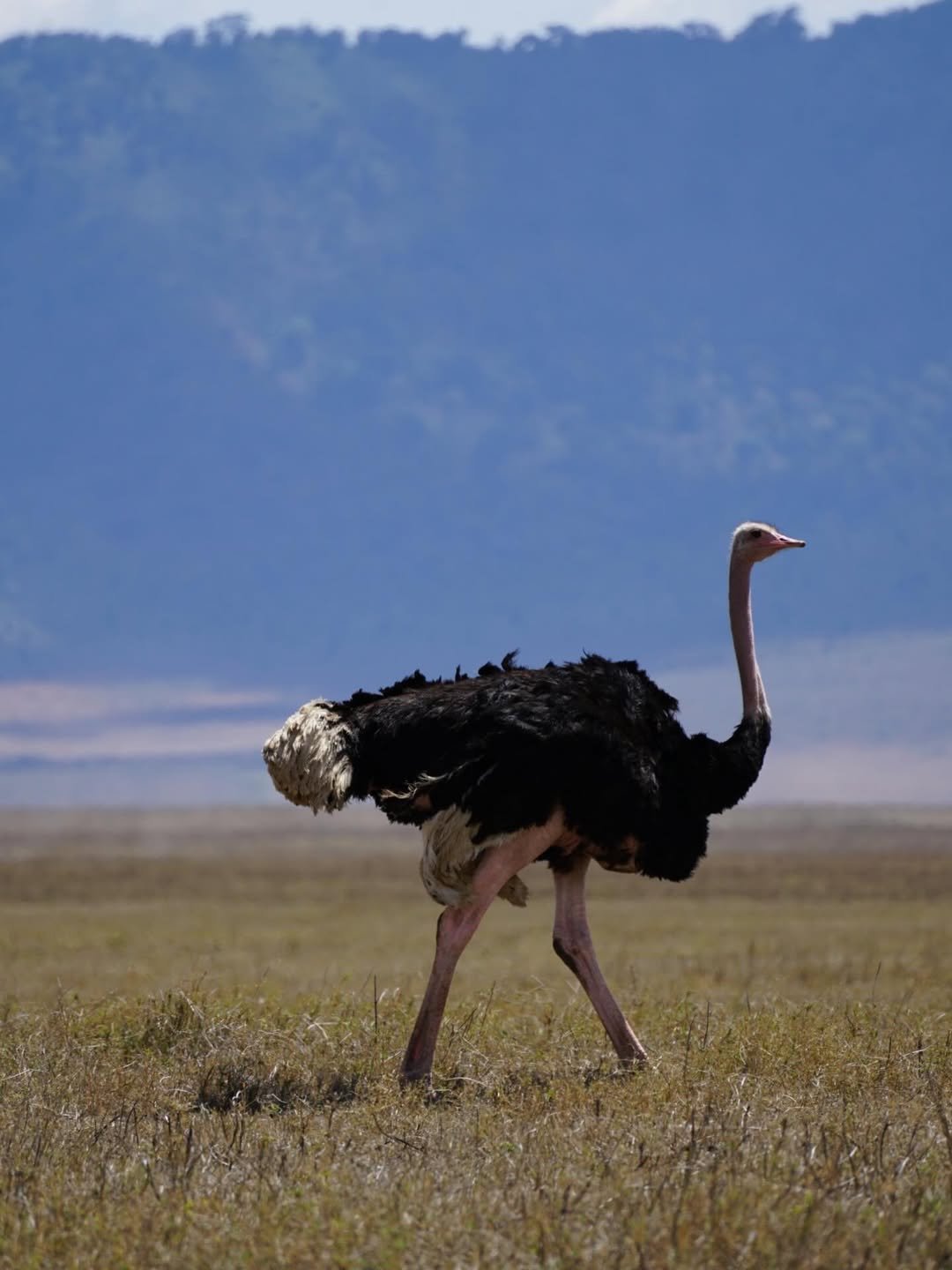 Classic Safari to Manyara, Ngorongoro & Serengeti — photo 2