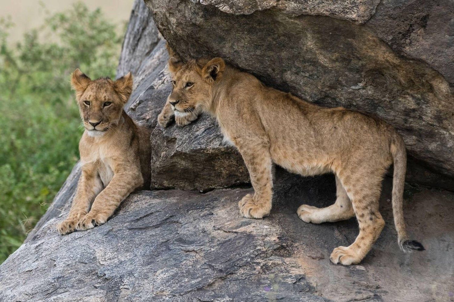 Upper Mid-Range Best of Tanzania Safari