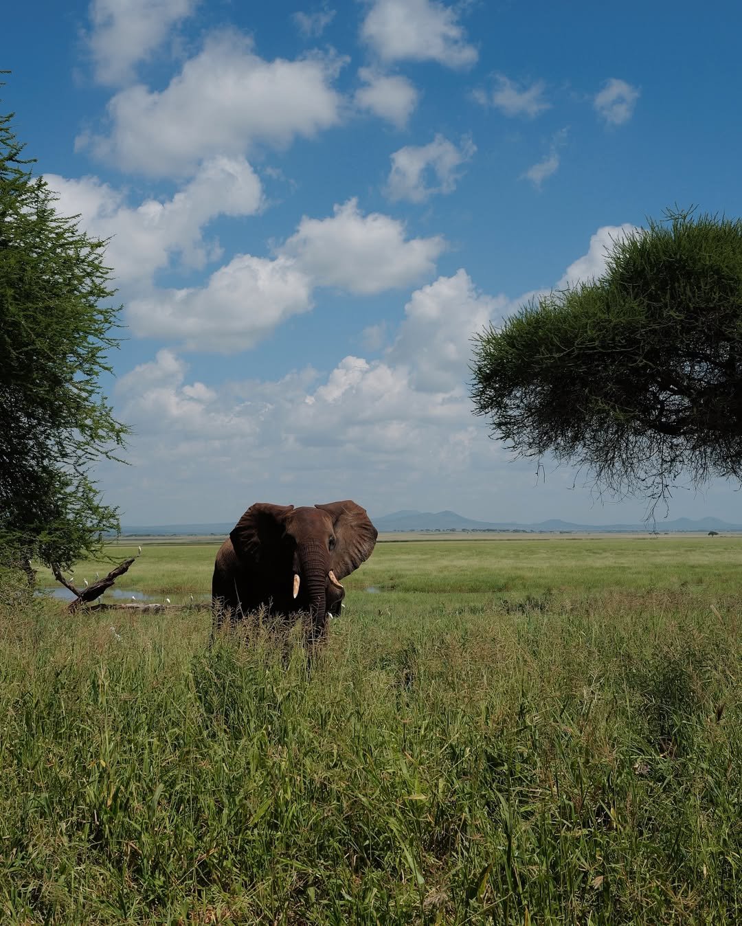 Safari Tour 'Dik-Dik': 2-Day Tarangire & Lake Manyara