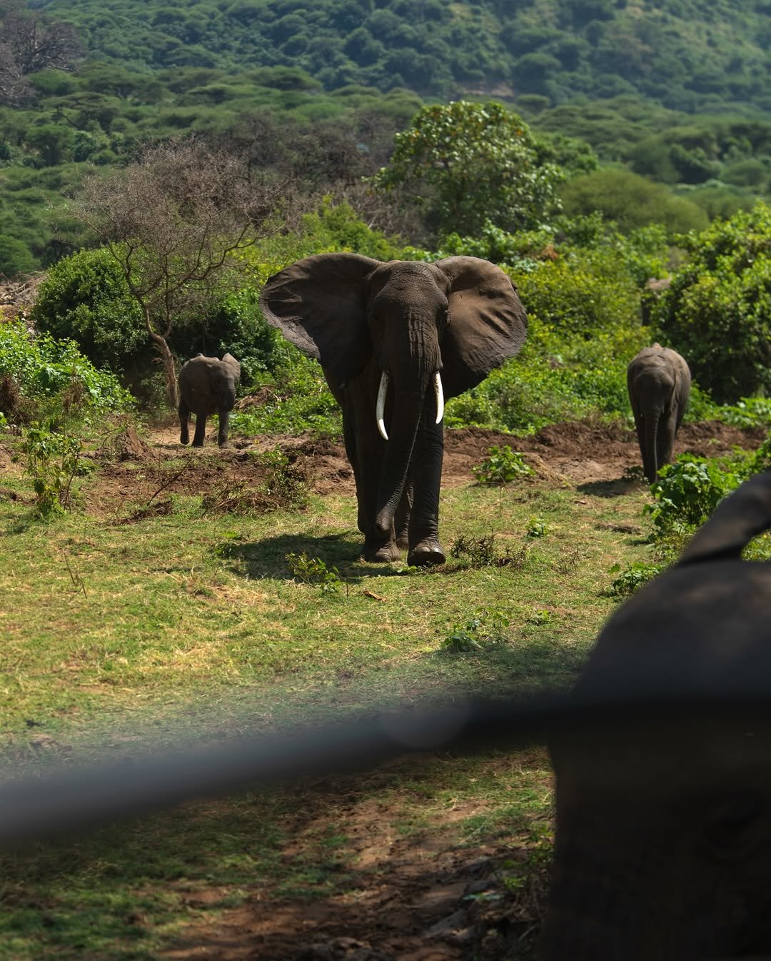 Safari Tour 'Dik-Dik': 2-Day Tarangire & Lake Manyara — photo 3