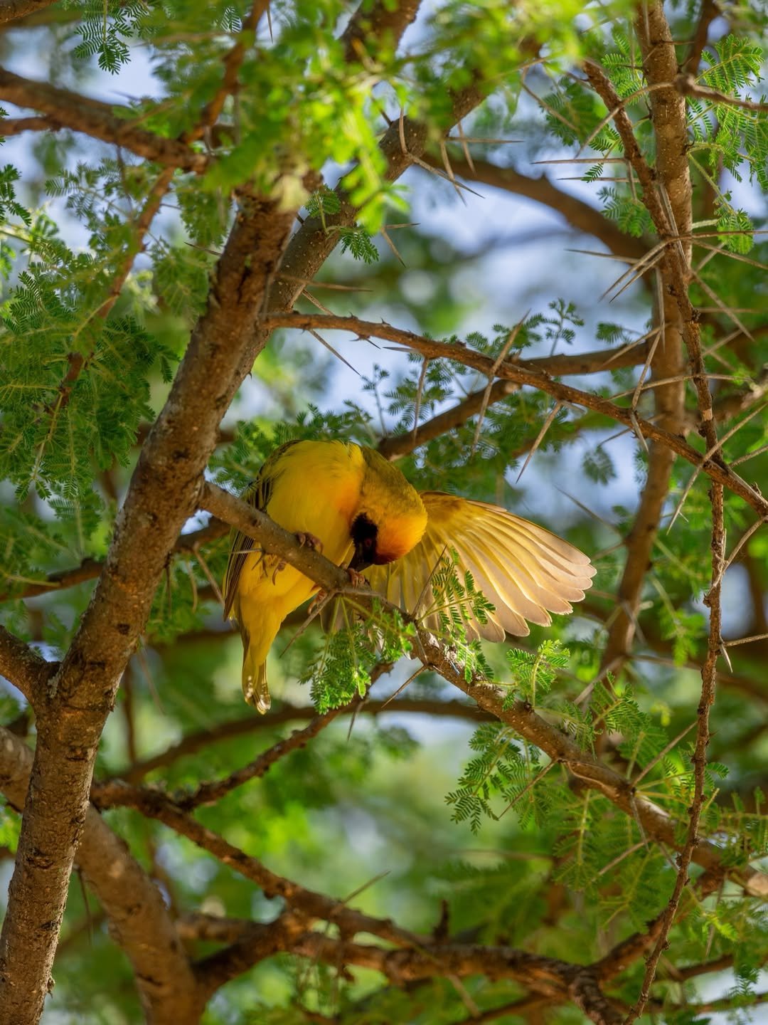Safari Tour 'Duiker': 2-Day Lake Manyara & Ngorongoro Crater — photo 2