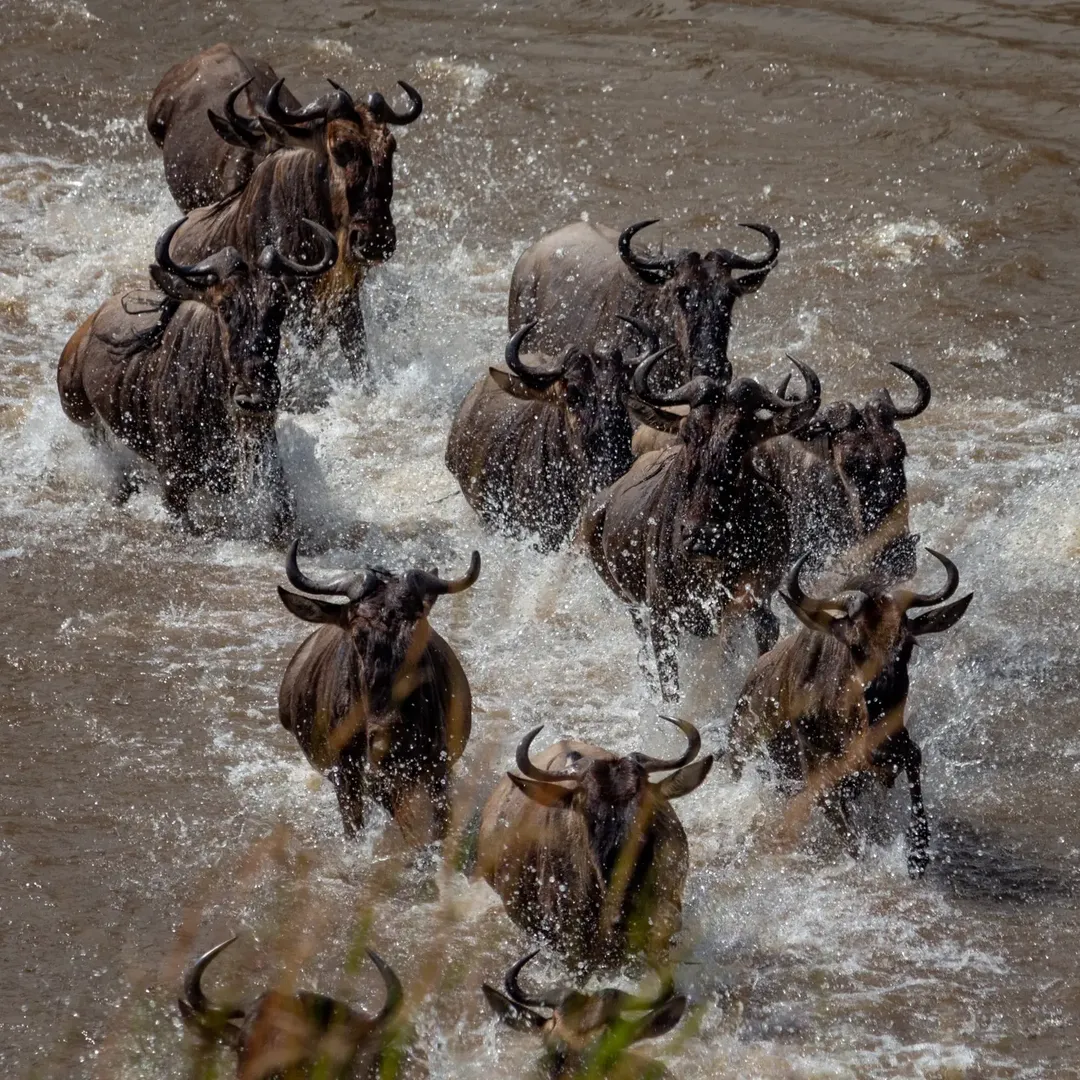 Great Migration & River Crossing in Serengeti — photo 2