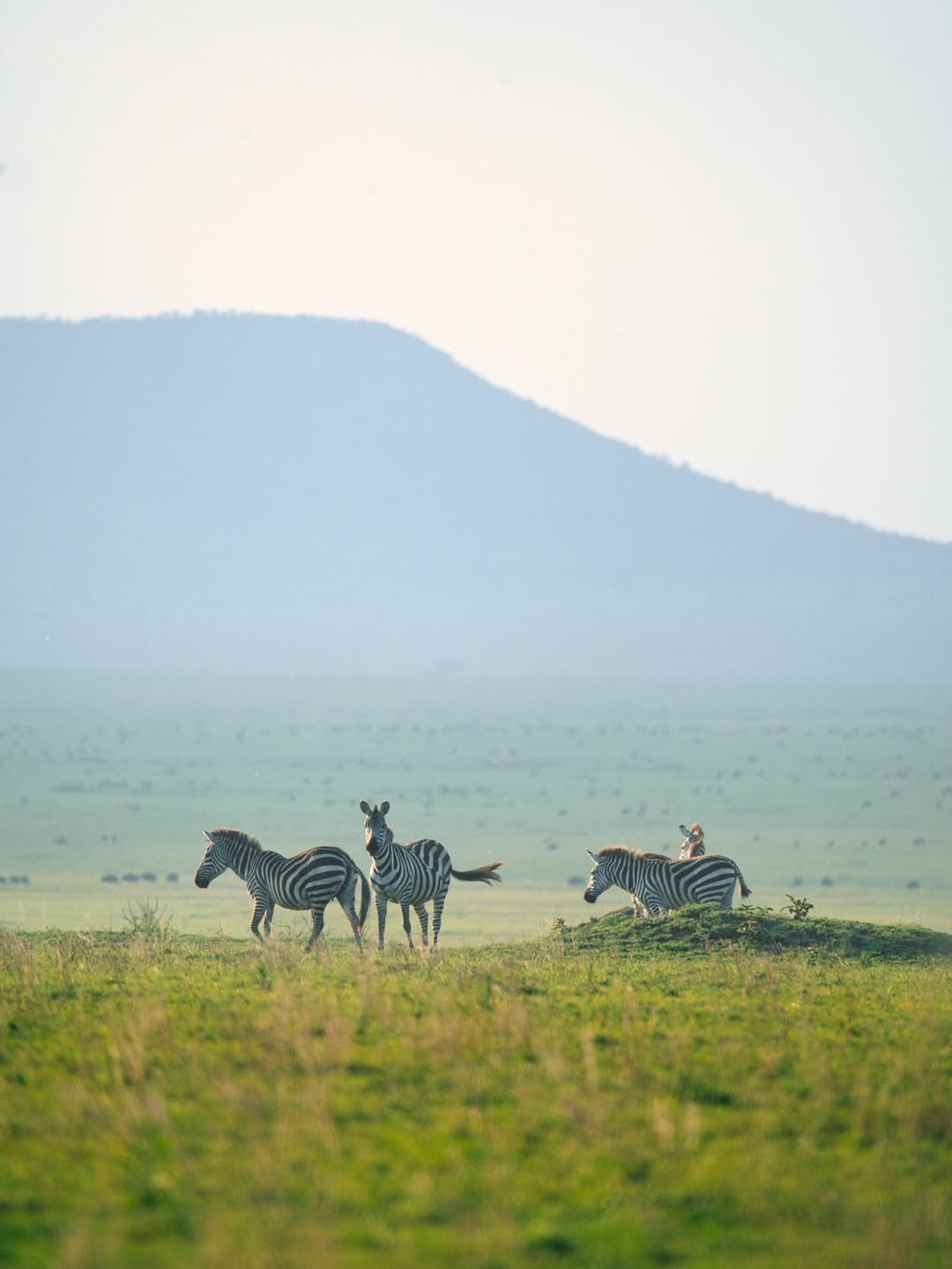 Safari Tour 'Hartebeest': 7-Day Tarangire, Serengeti & Ngorongoro — photo 3
