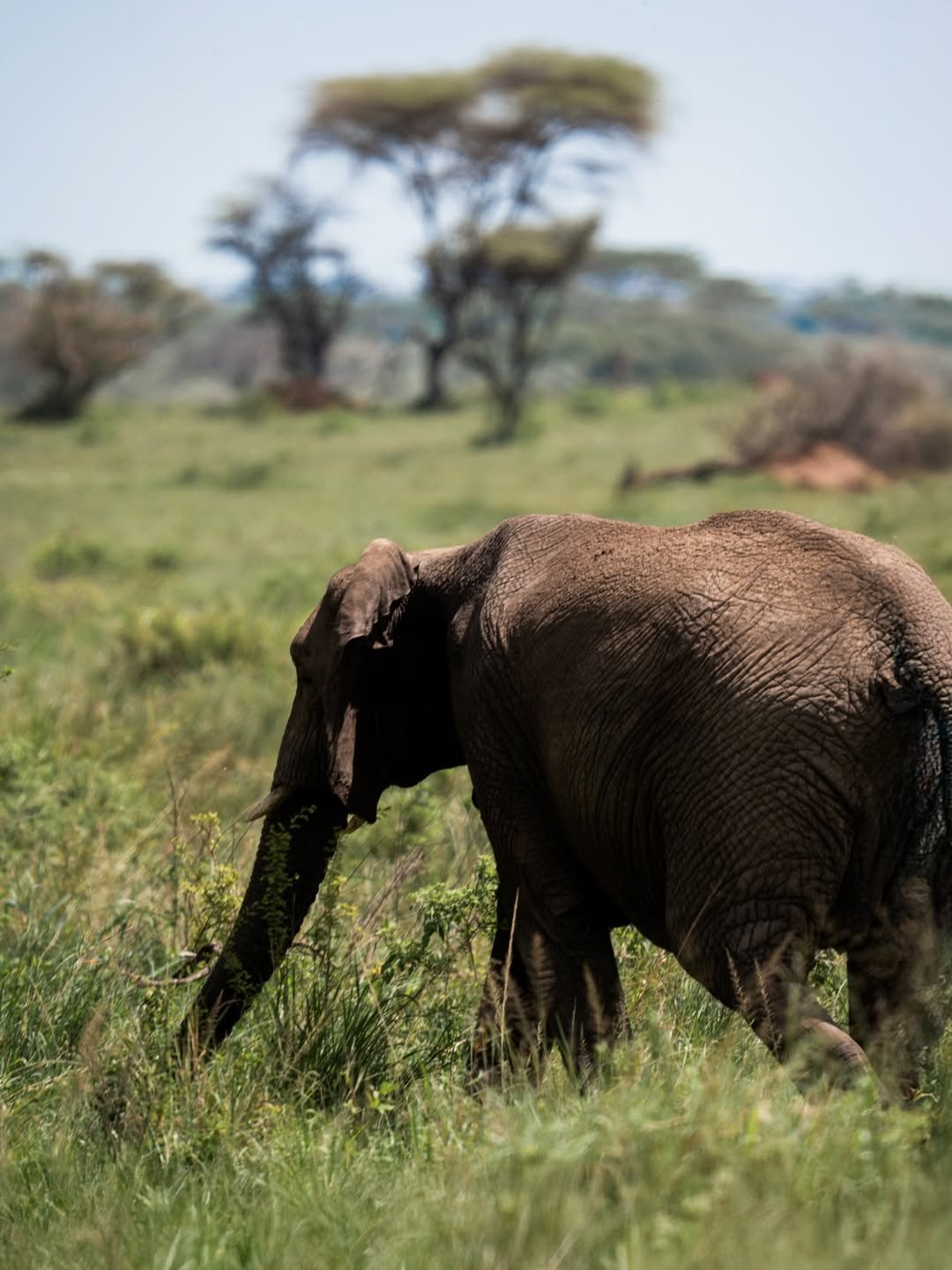 Honeymoon Safari in Arusha, Ngorongoro & Serengeti – Romantic Lodges & Serengeti Balloon Ride — photo 4