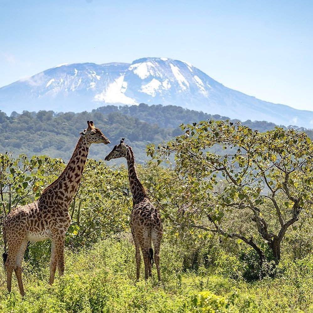 Safari Tour 'Impala': 3-Day Arusha NP, Tarangire & Ngorongoro
