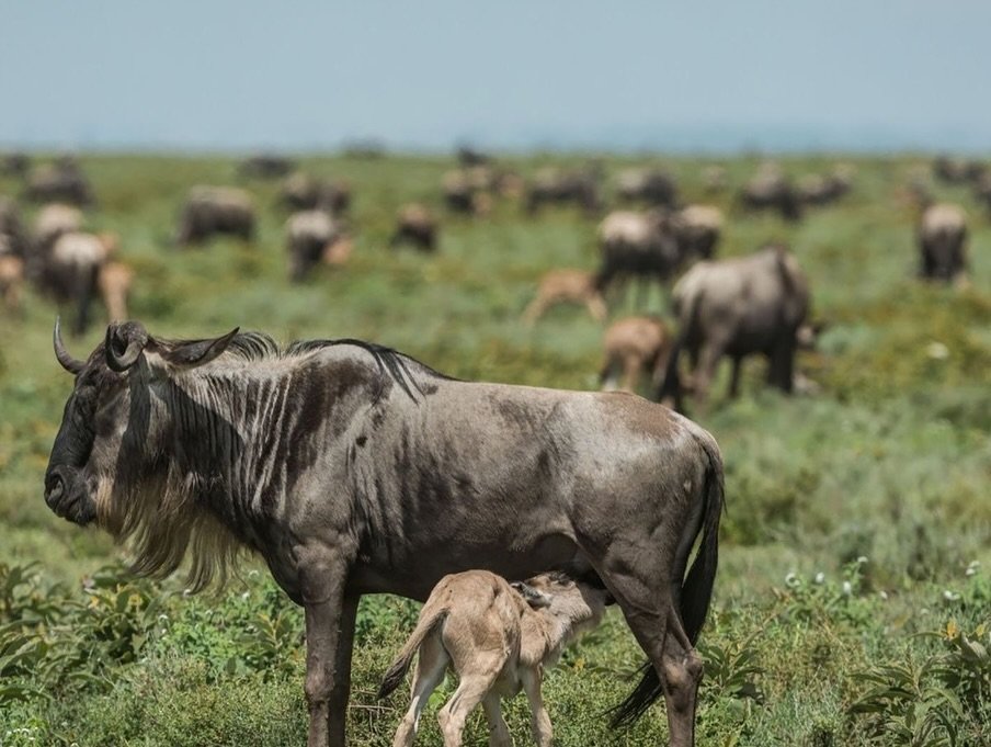 Luxury Honeymoon Escape: Arusha National Park, Ngorongoro Crater & Serengeti - Romantic Bonus Inside! — photo 4