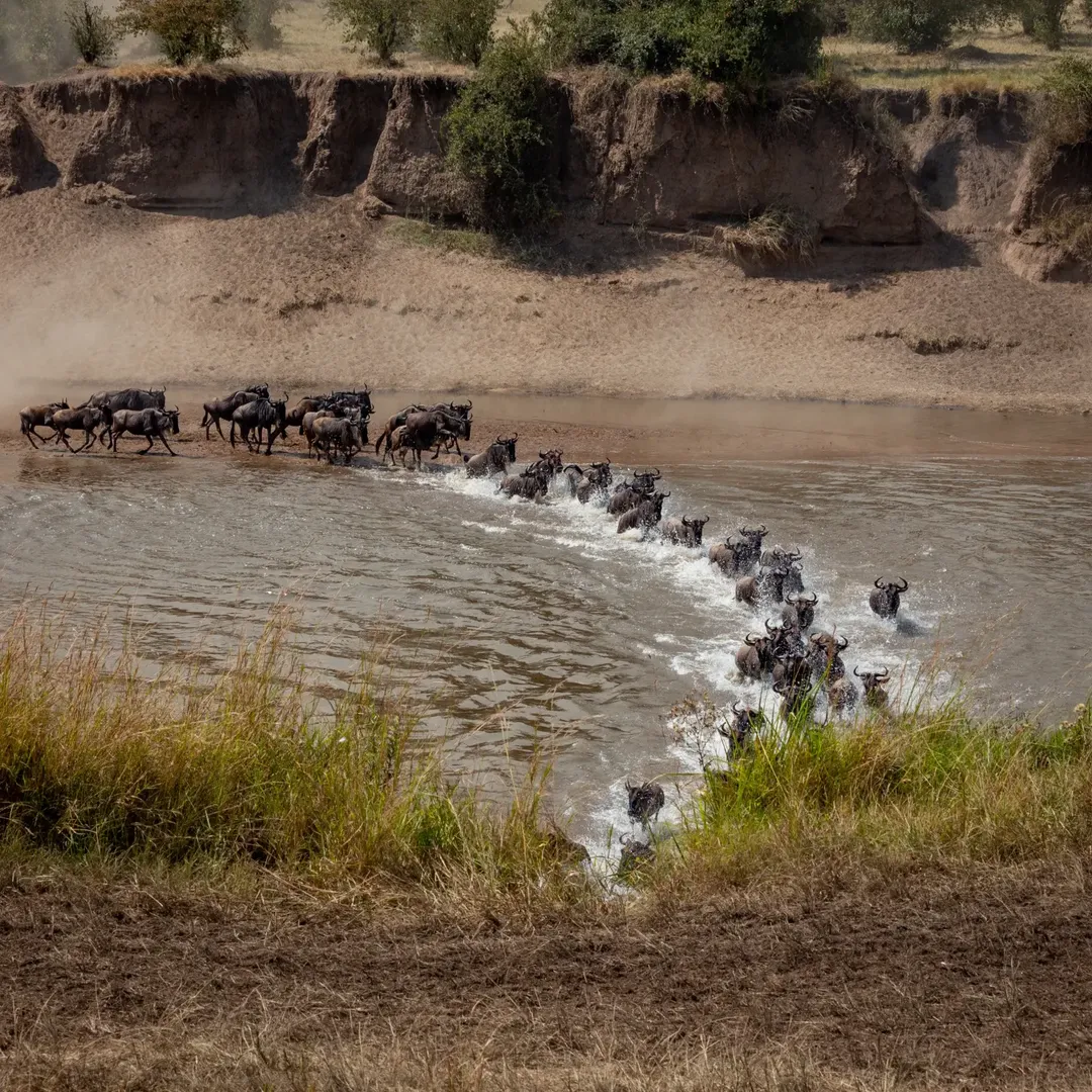 Luxury Migration Safari: Tarangire, Ngorongoro & Serengeti — photo 2