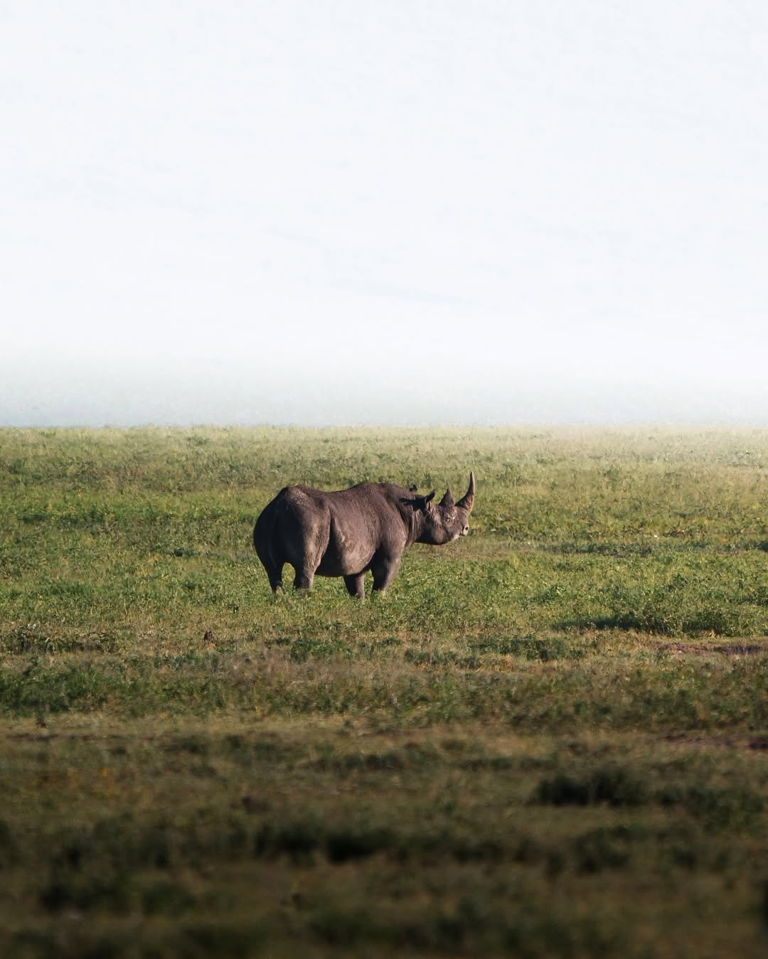 Luxury Migration Safari: Tarangire, Ngorongoro & Serengeti — photo 3
