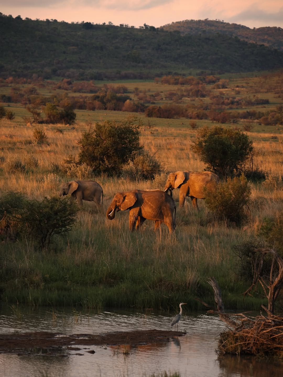 Wild Trails of Tarangire – 3-Day Immersive Safari with Walking & Night Game Drive — photo 4